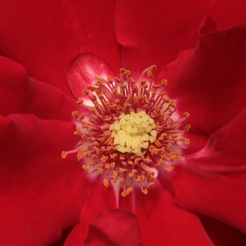 Rosa Roter Korsar ® - rosa de fragancia discreta - Árbol de Rosas Flor Simple - rosal de pie alto - rojo - W. Kordes & Sons- forma de corona tupida - Rosal de árbol con una multitud de flores planas de pocos pétalos.